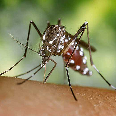 mosquito.com